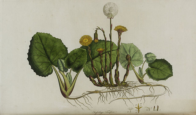 Coltsfoot - Miércoles de sabiduría a base de hierbas