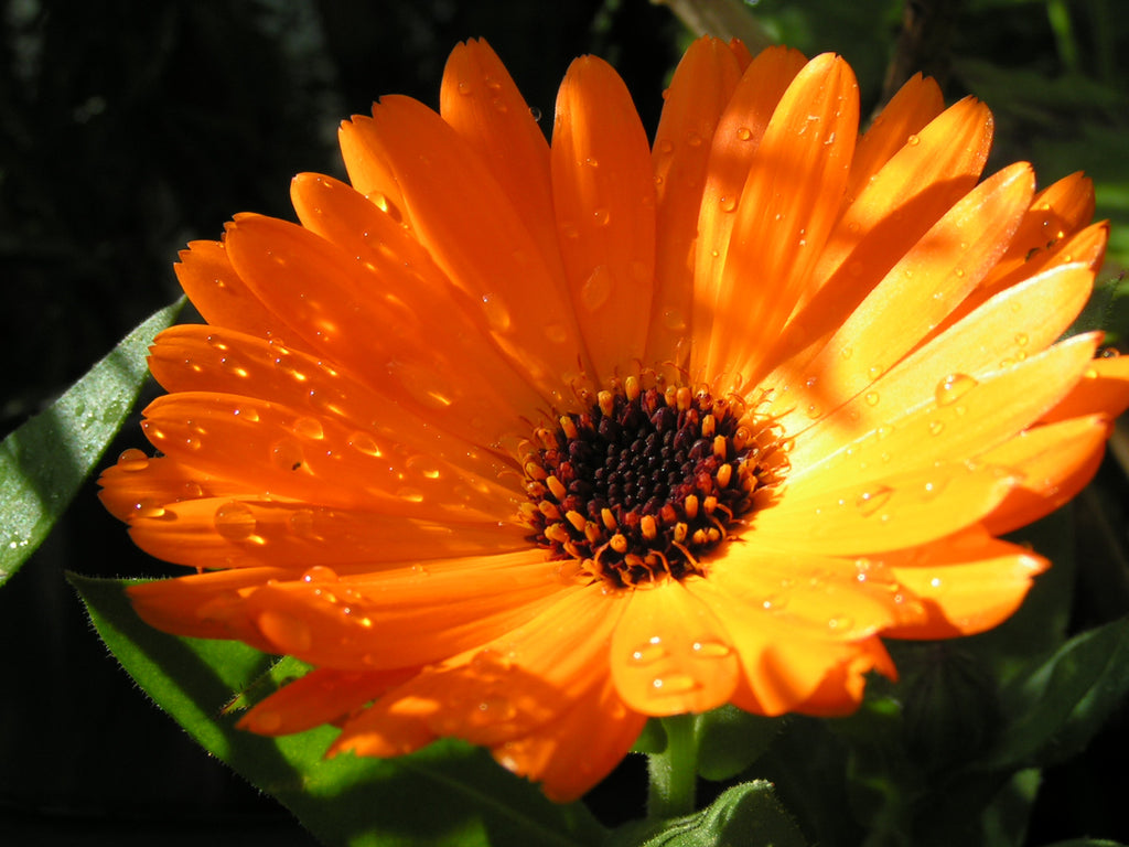 Caléndula limpiadora - #herbblurbs