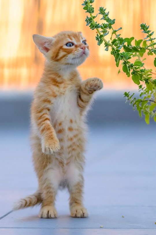 ¡Hierbas para nuestros amigos felinos!