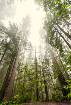 ¡Feliz Día del Árbol!