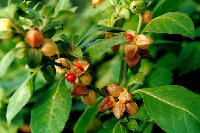 Ashwagandha