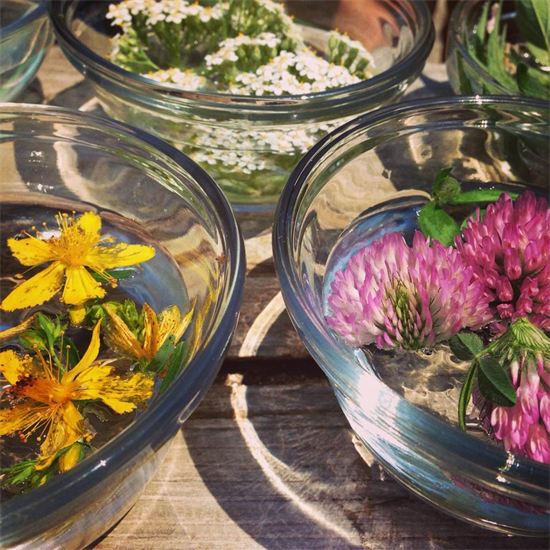 Conceptos básicos de esencias florales - Viernes de esencias florales