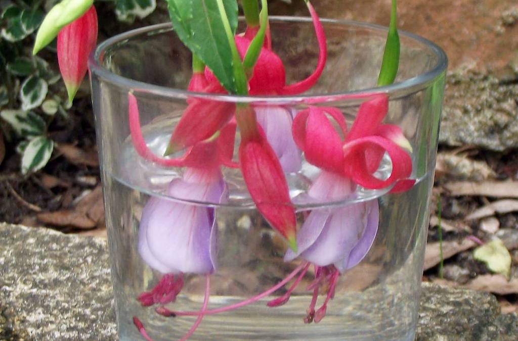 Conceptos básicos de esencias florales 2 - Viernes de esencias florales