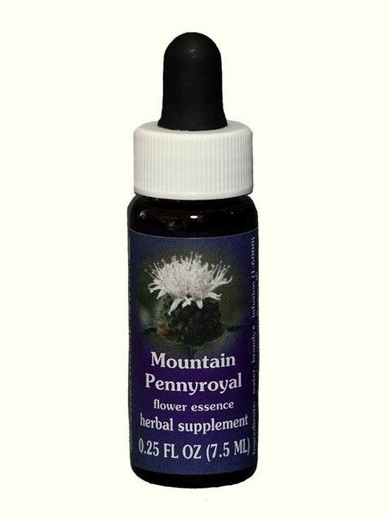 FES Mountain Pennyroyal