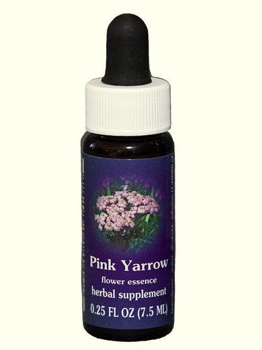 Achillée millefeuille rose FES