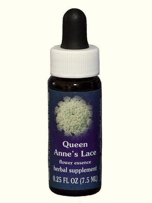 FES Queen Anne's Lace