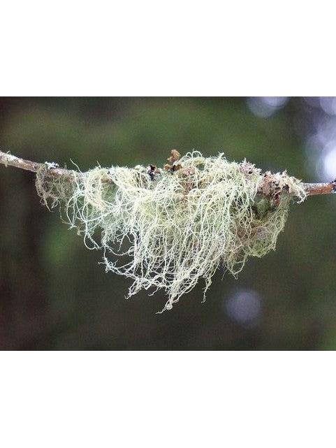 Usnea, Wildcrafted 1oz