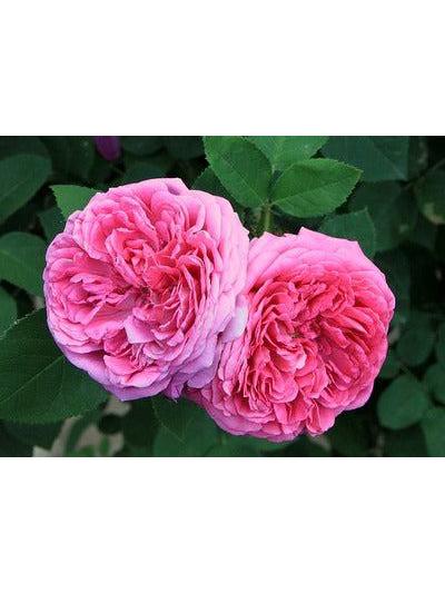Hydrolat de Rose bio