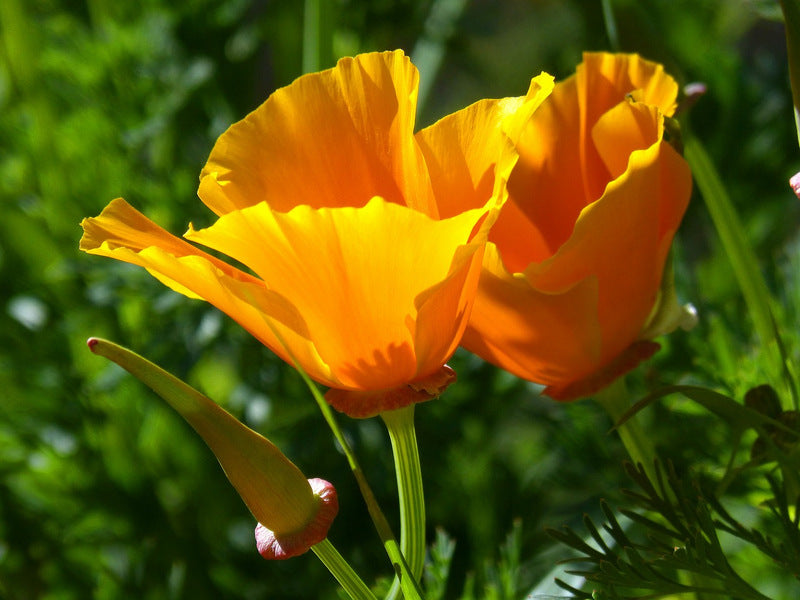 California Poppy - Herbal Wisdom Wednesday