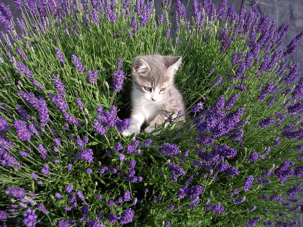 Lovely Lavender - #floweressencefriday