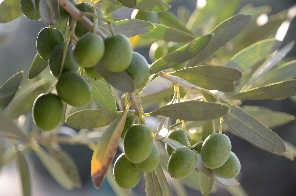 Feuille d'olivier - Mercredi de la sagesse à base de plantes