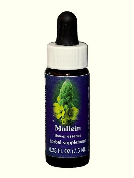 FES Mullein