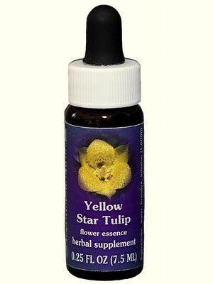 Tulipe étoile jaune FES