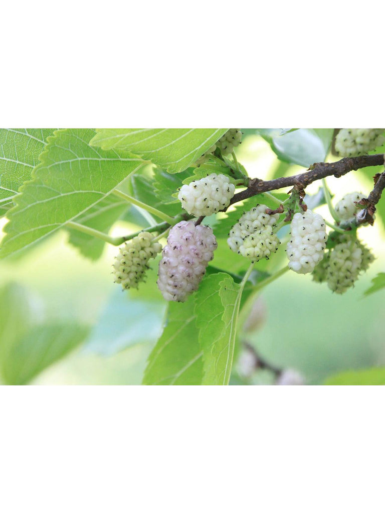 Feuille de Mûrier Blanc, biologique 1oz