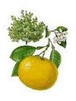 Pamplemousse Citrus paradisii 5ml