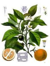 Orange sweet, Citrus sinensis 15ml