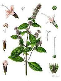 Menthe poivrée, Mentha x piperita Bio 5ml