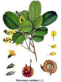 Bois de Santal, Australien Bio 2ml